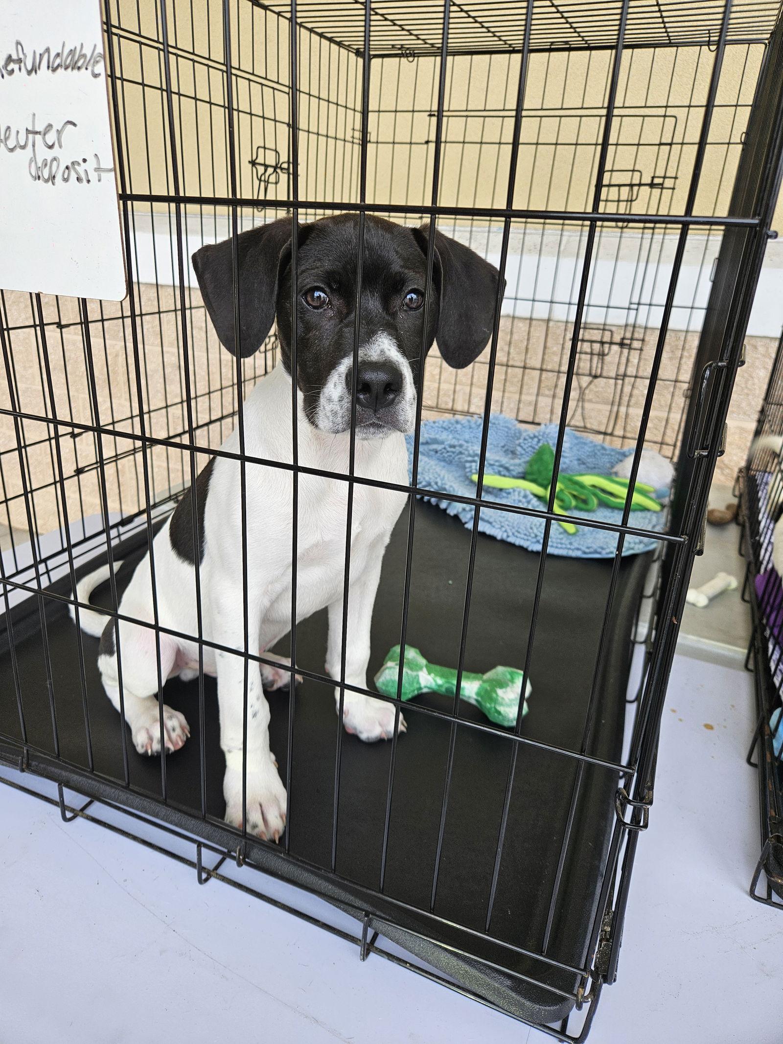 Enlarge Suzi litter, a Adopted mixed breed in Brooksville, FL image 2/3