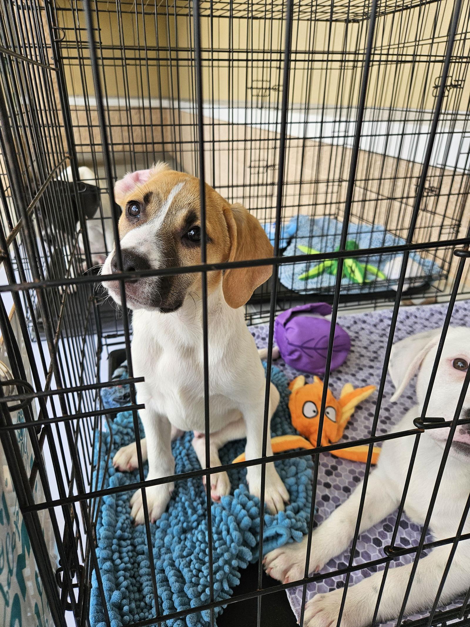 Enlarge Suzi litter, a Adopted mixed breed in Brooksville, FL image 3/3