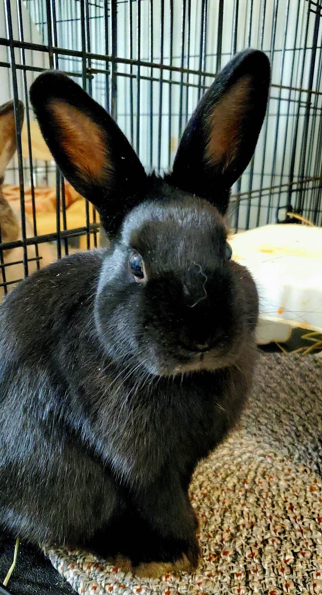 Enlarge Johnny, a Adopted Dwarf in Kanata, ON image 1/6