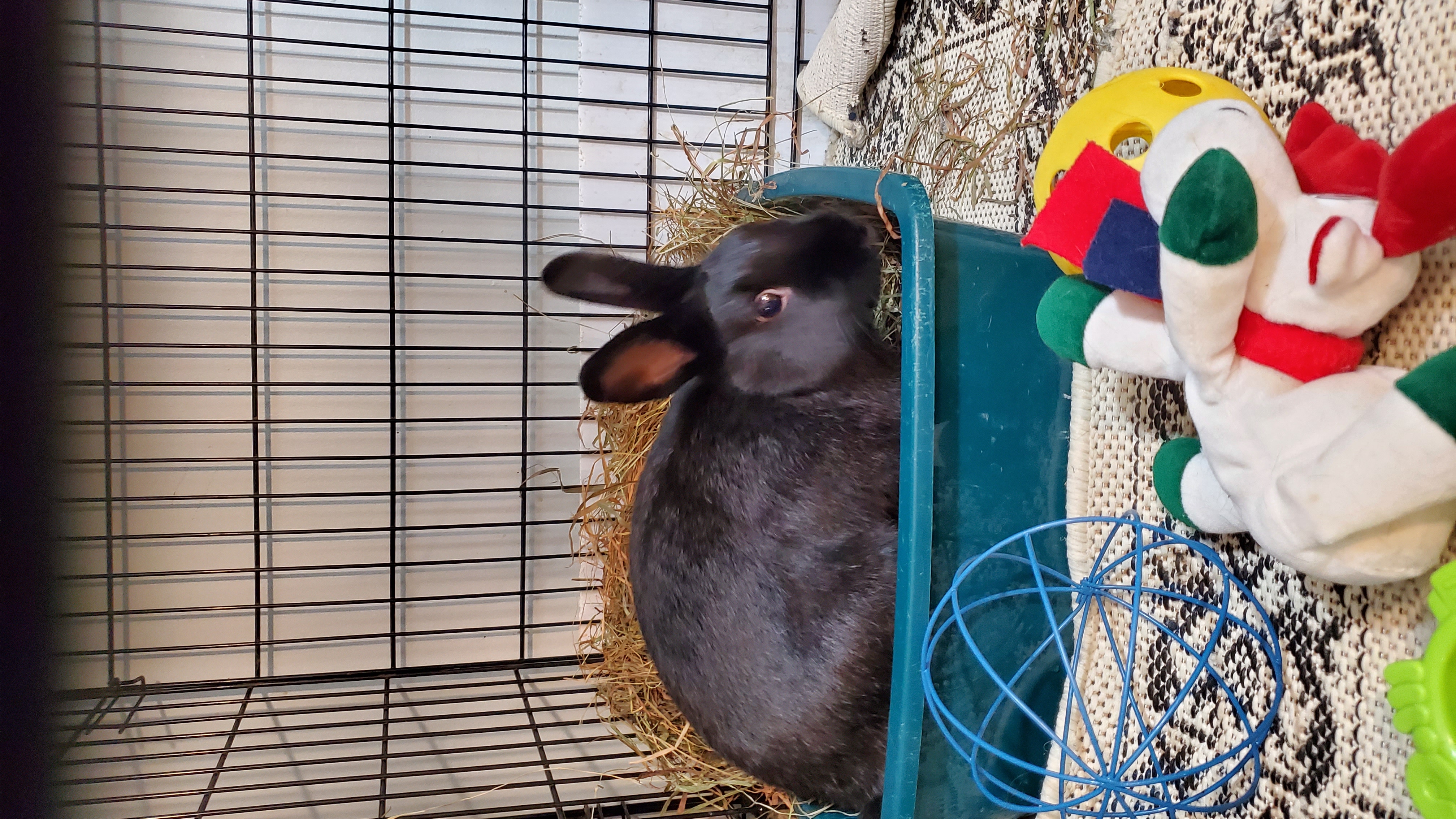 Enlarge Johnny, a Adopted Dwarf in Kanata, ON image 2/6