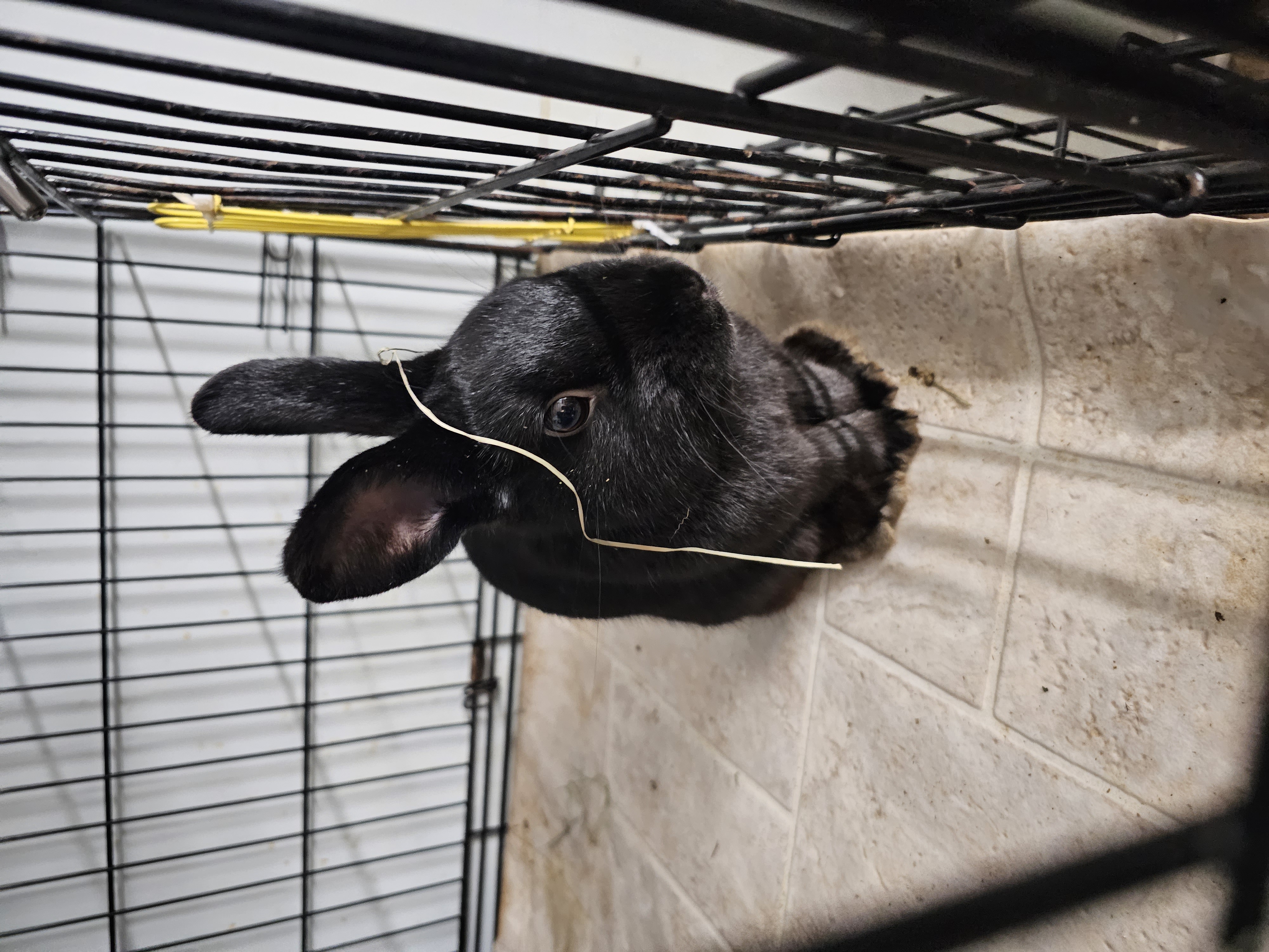 Enlarge Johnny, a Adopted Dwarf in Kanata, ON image 3/6