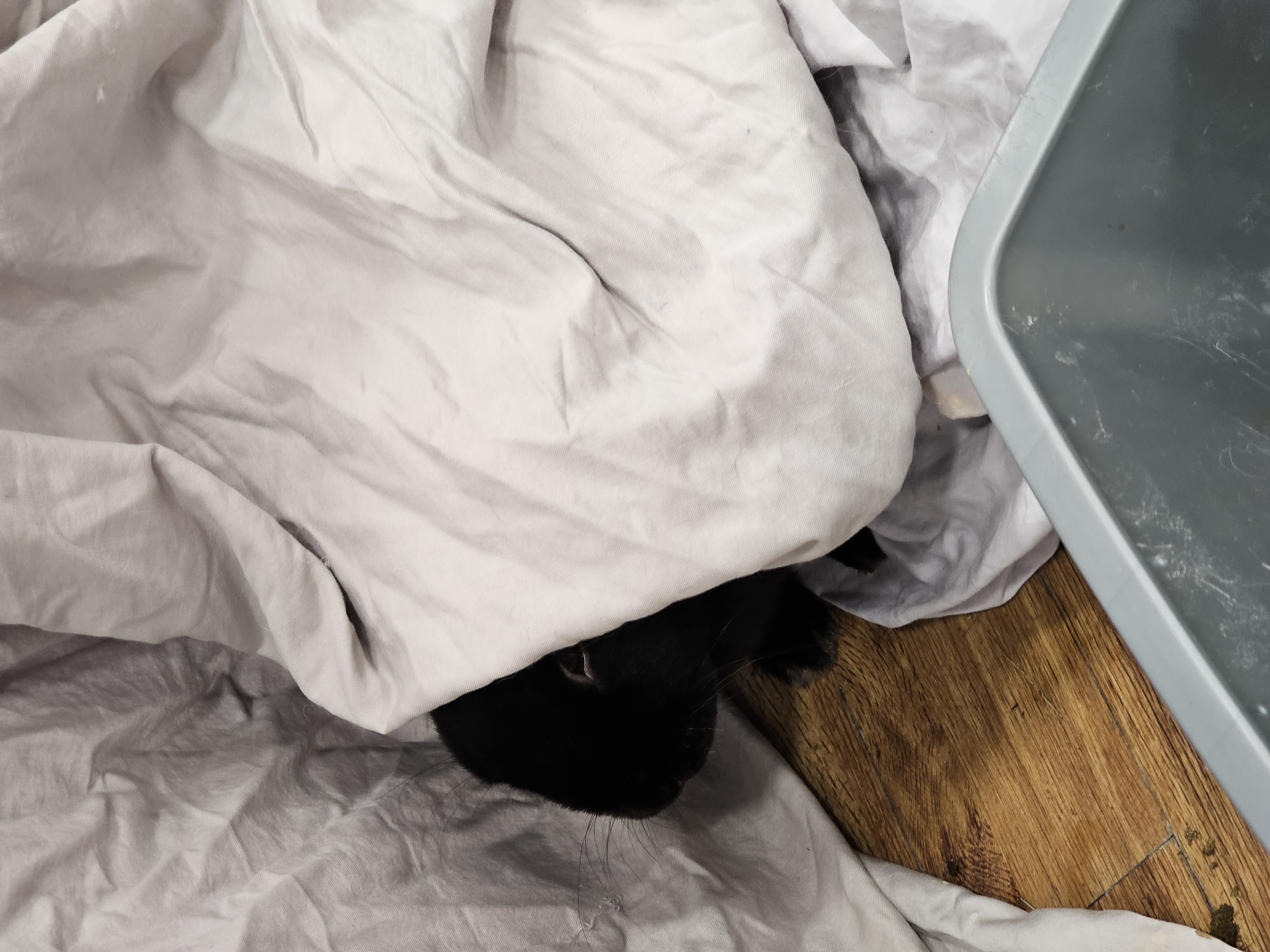 Enlarge Johnny, a Adopted Dwarf in Kanata, ON image 4/6