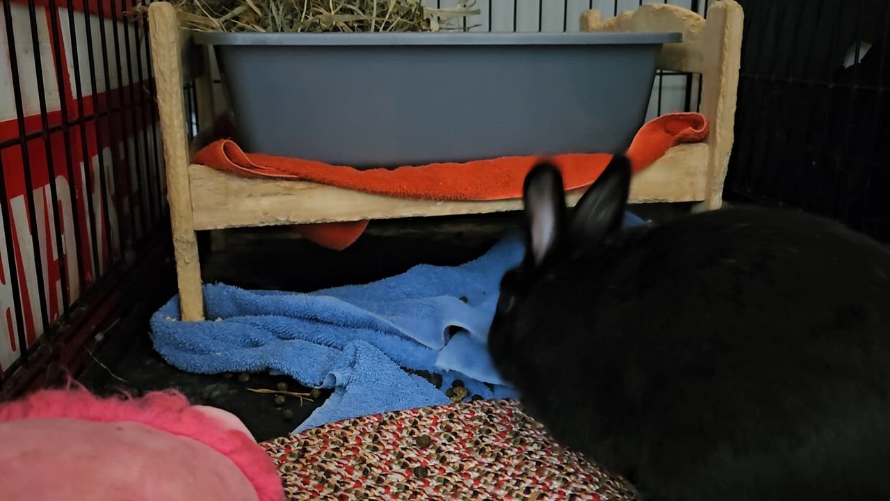 Enlarge Johnny, a Adopted Dwarf in Kanata, ON video 5/6