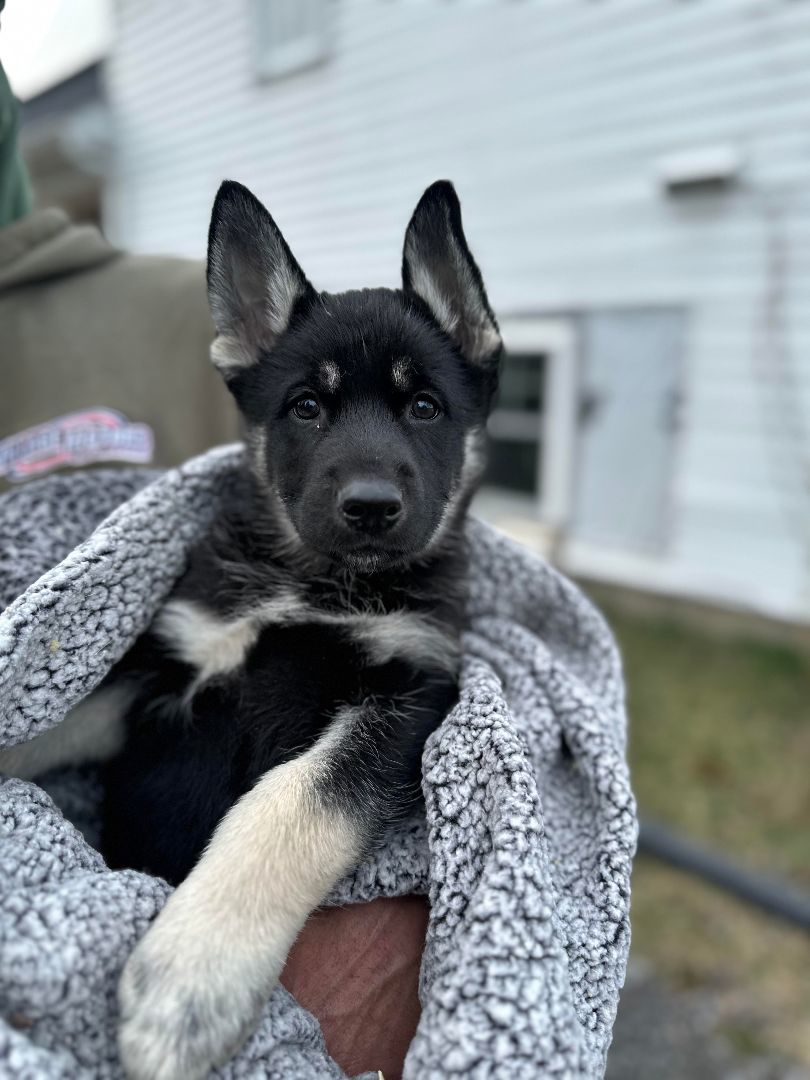 Enlarge Willow, a Adopted German Shepherd Dog in oriskany, NY image 1/3