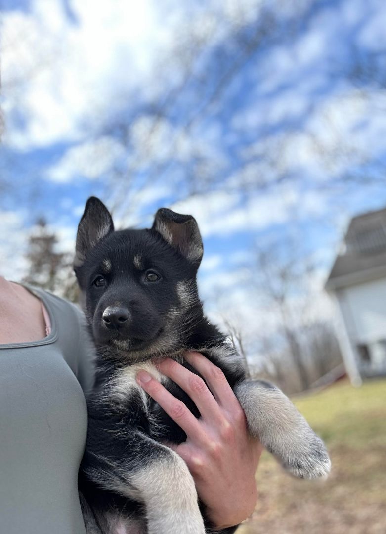 Enlarge Willow, a Adopted German Shepherd Dog in oriskany, NY image 2/3