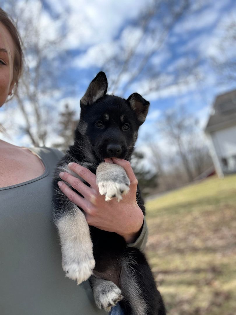 Enlarge Willow, a Adopted German Shepherd Dog in oriskany, NY image 3/3