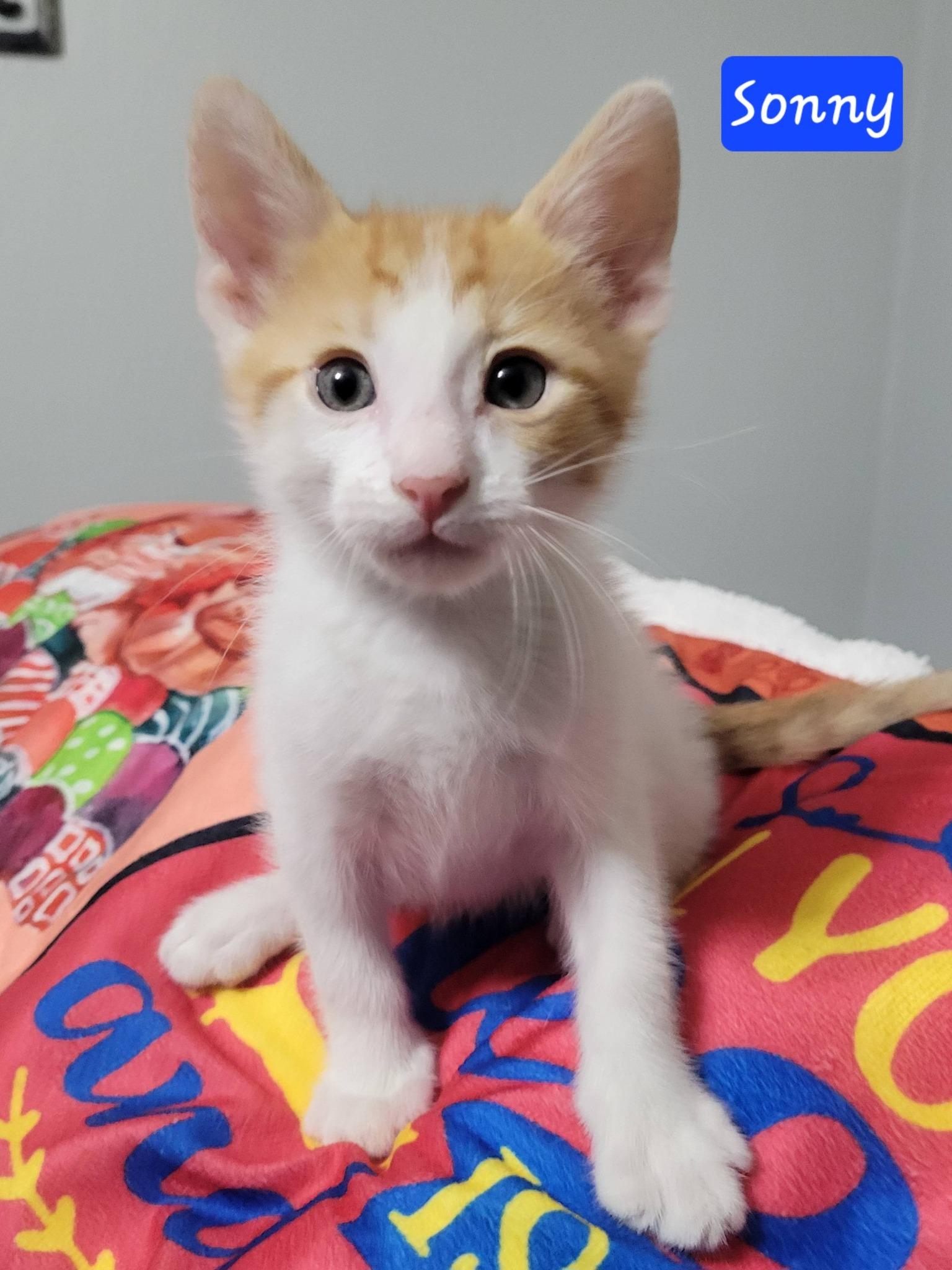 Sonny, adopted, Kitten Male Domestic Short Hair.