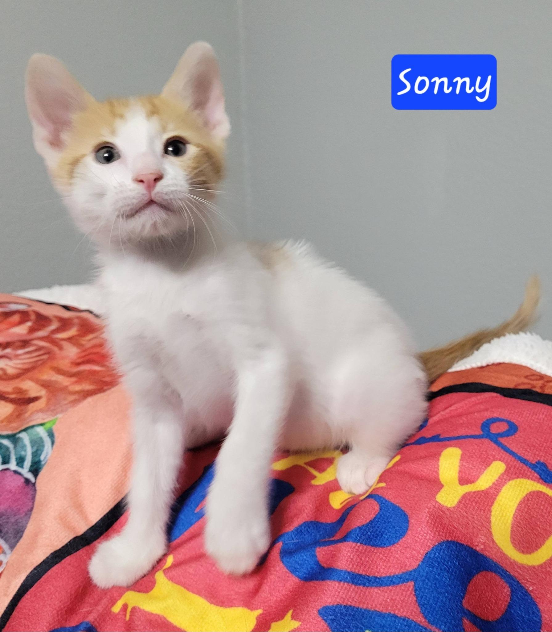 Sonny, an adopted Domestic Short Hair in LaPlace, LA image 3/6