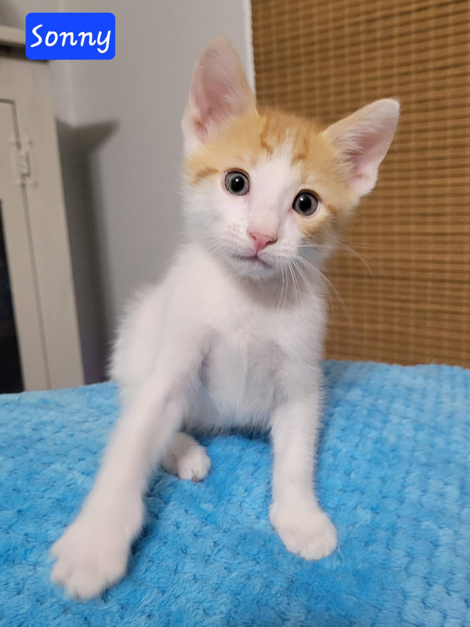Sonny, an adopted Domestic Short Hair in LaPlace, LA image 4/6