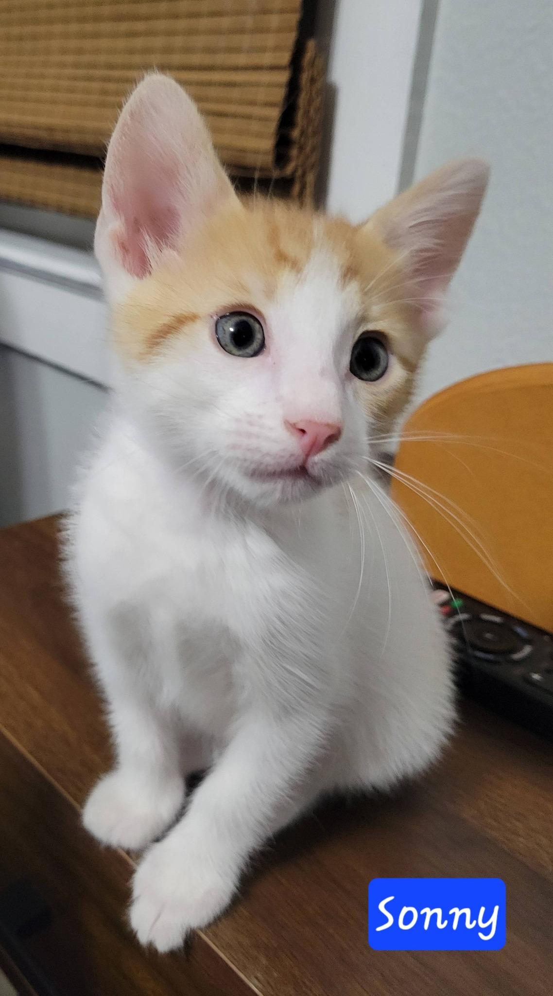 Sonny, an adopted Domestic Short Hair in LaPlace, LA image 5/6