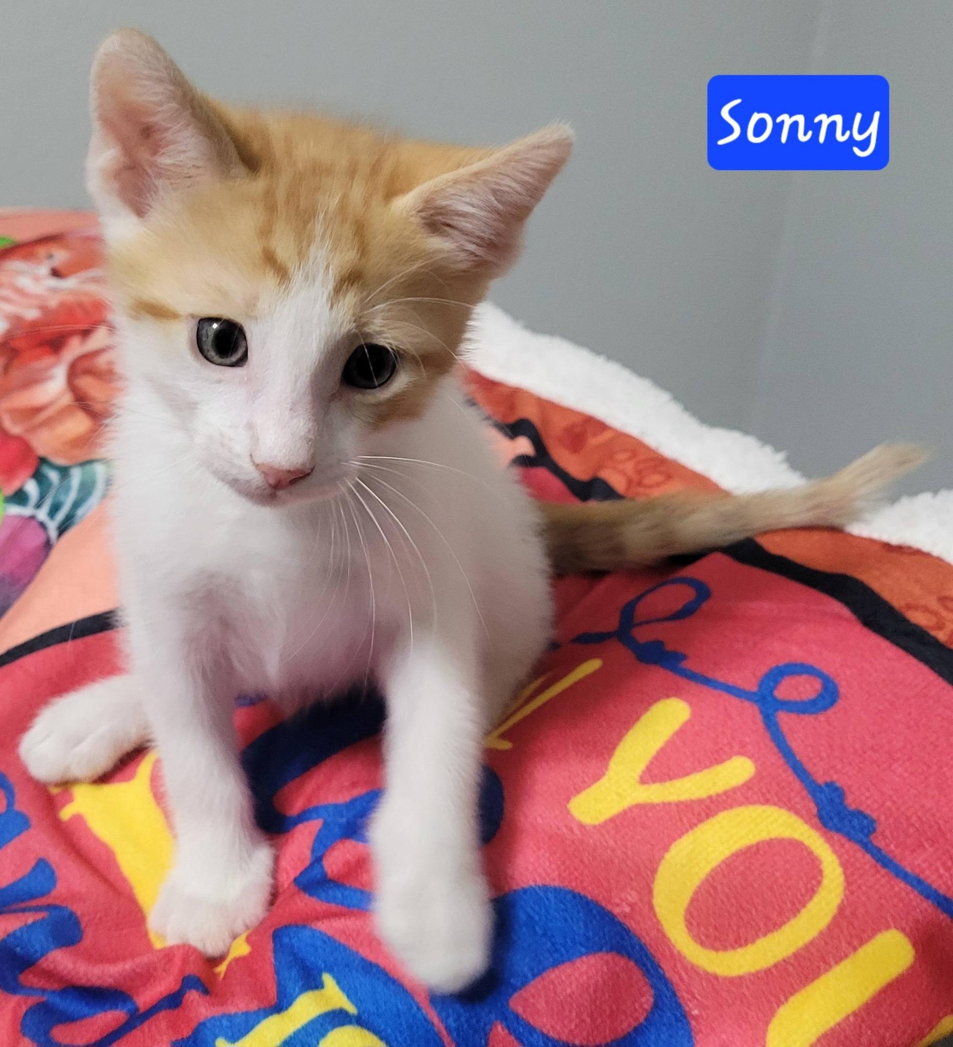 Sonny, an adopted Domestic Short Hair in LaPlace, LA image 2/6