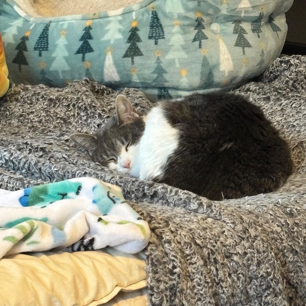 Enlarge Vespa, a Adoptable Domestic Short Hair in Westport, CT image 1/4