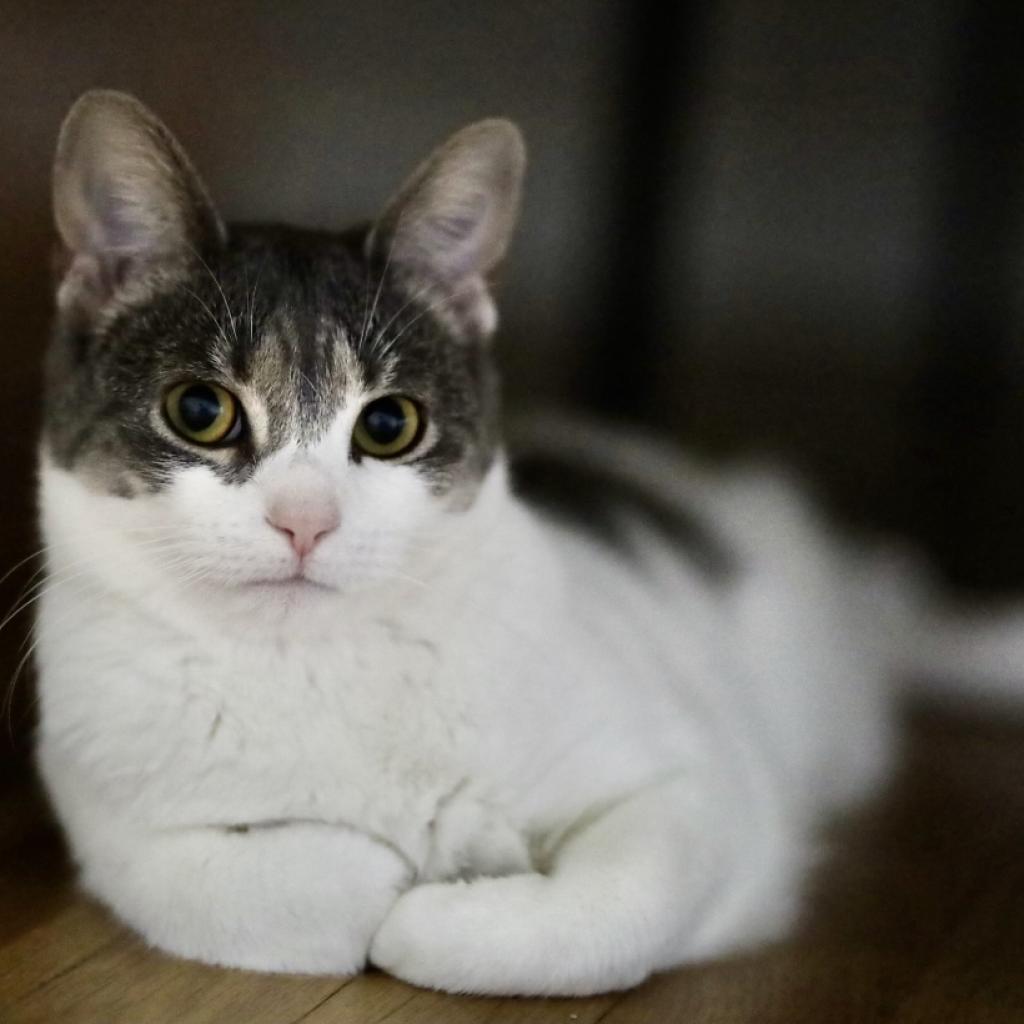 Vespa, a Adoptable Domestic Short Hair in Westport, CT image 1/2