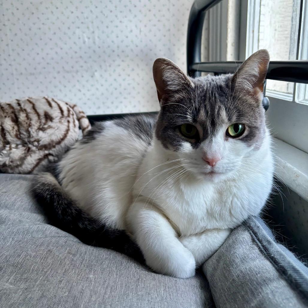 Enlarge Vespa, a Adoptable Domestic Short Hair in Westport, CT image 4/4