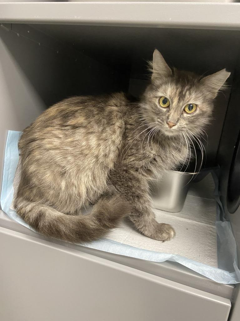 Hoot, ADOPTABLE, Adult Female Domestic Long Hair.