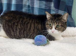Enlarge Sassy, a ADOPTABLE Domestic Short Hair in Bucyrus, OH image 3/3