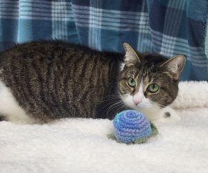 Sassy, ADOPTABLE, Senior Female Domestic Short Hair.