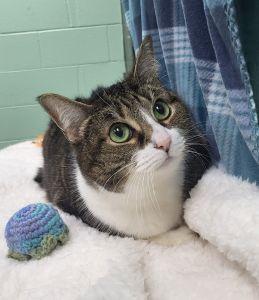 Enlarge Sassy, a ADOPTABLE Domestic Short Hair in Bucyrus, OH image 2/3