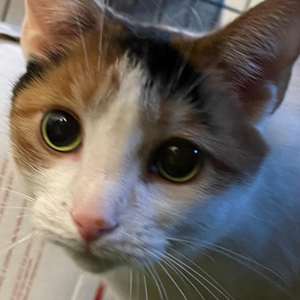 Enlarge Rosita: courtesy post, a Adoptable mixed breed in New York, NY image 4/4