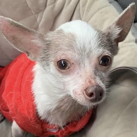 Enlarge Frank, a ADOPTABLE Chihuahua in Marlton, NJ image 5/6