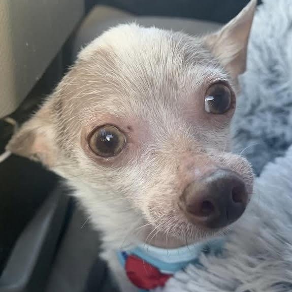 Enlarge Frank, a ADOPTABLE Chihuahua in Marlton, NJ image 2/6