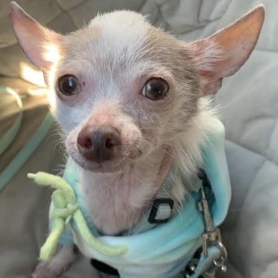 Frank, ADOPTABLE, Adult Male Chihuahua.