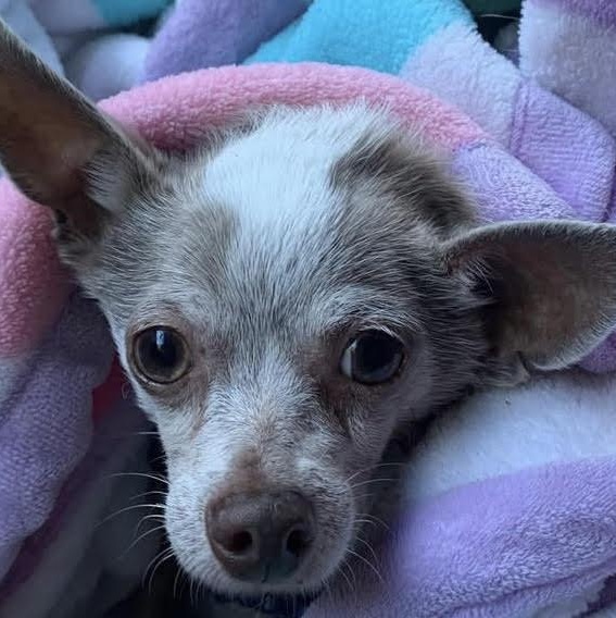 Enlarge Frank, a ADOPTABLE Chihuahua in Marlton, NJ image 3/6