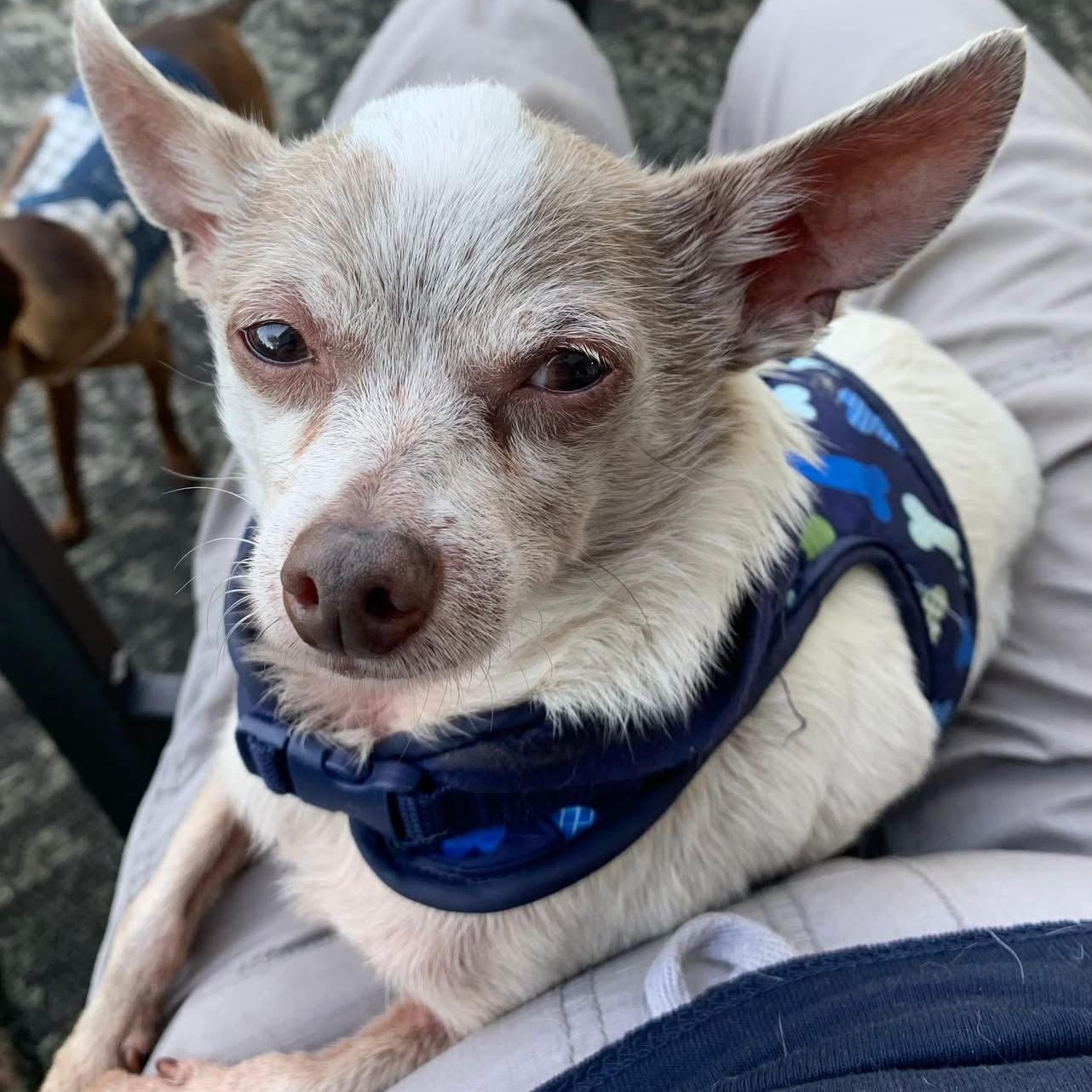 Frank, a ADOPTABLE Chihuahua in Marlton, NJ image 6/6