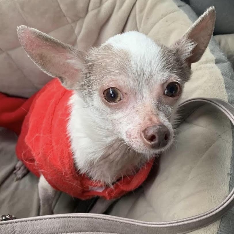 Frank, a ADOPTABLE Chihuahua in Marlton, NJ image 3/6