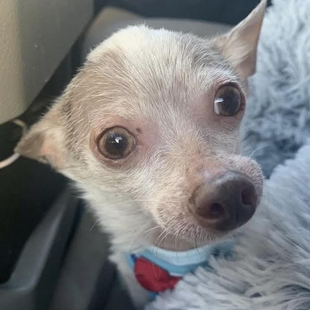 Frank, a ADOPTABLE Chihuahua in Marlton, NJ image 4/6