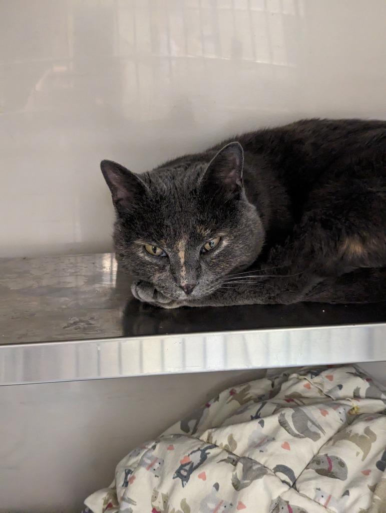 Sienna, Adoptable, Adult Female Domestic Short Hair.