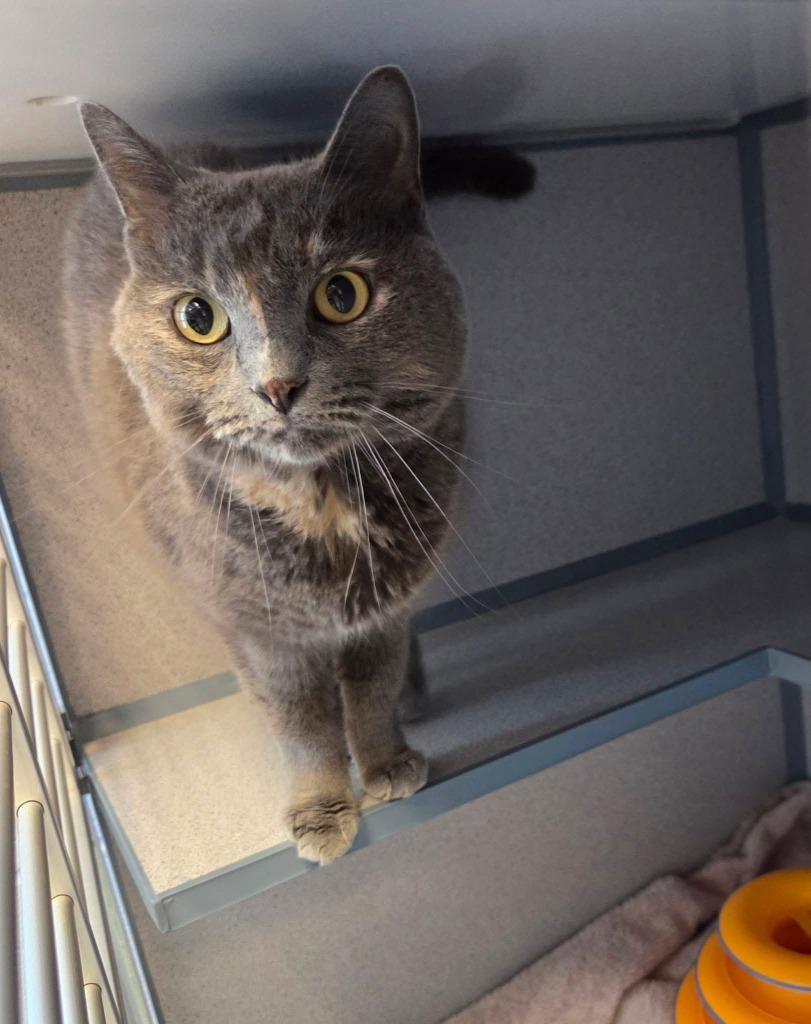 Enlarge Sienna, a Adoptable mixed breed in Liverpool, NY image 2/5