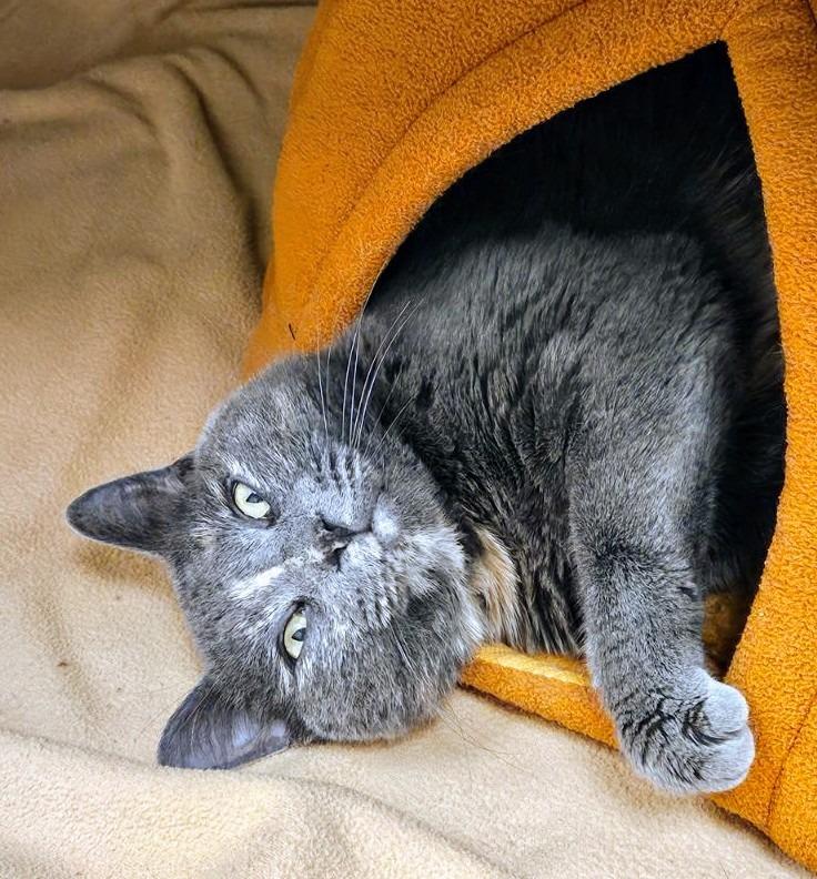 Enlarge Sienna, a Adoptable mixed breed in Liverpool, NY image 3/5
