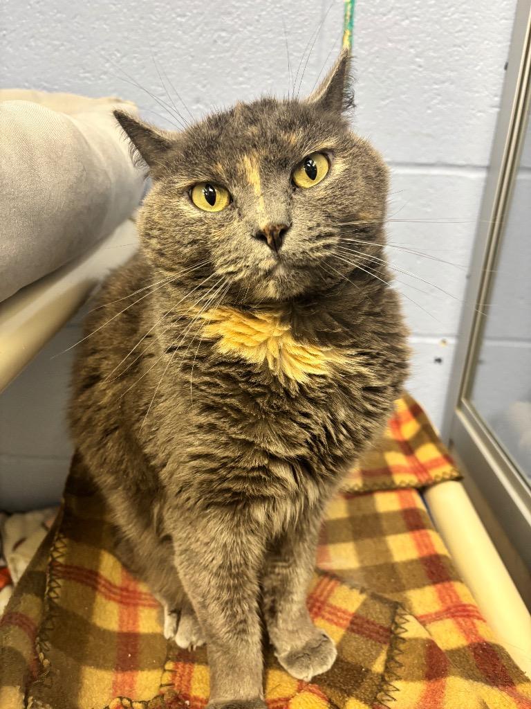Enlarge Sienna, a Adoptable mixed breed in Liverpool, NY image 4/5