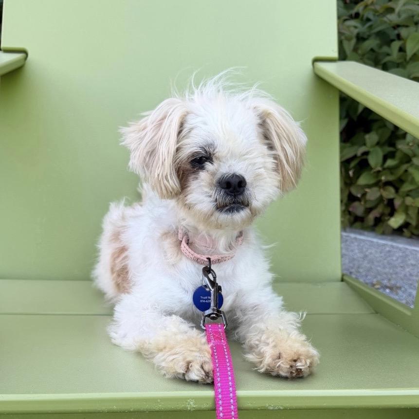 NECTAR BUNNY., Adoptable, Adult Female Shih Tzu.