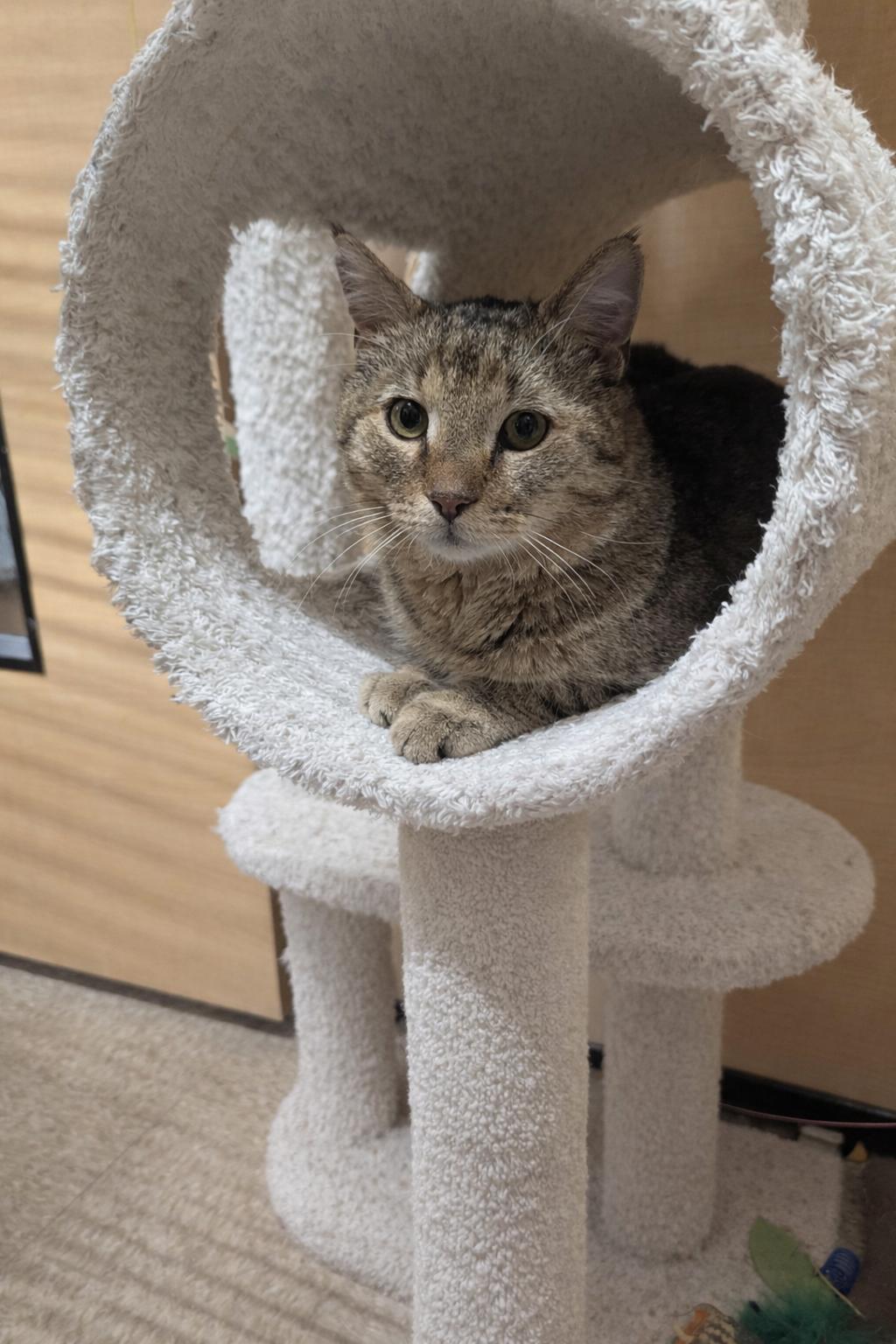 Spunky, a Adoptable Domestic Short Hair in PHILADELPHIA, PA image 4/4