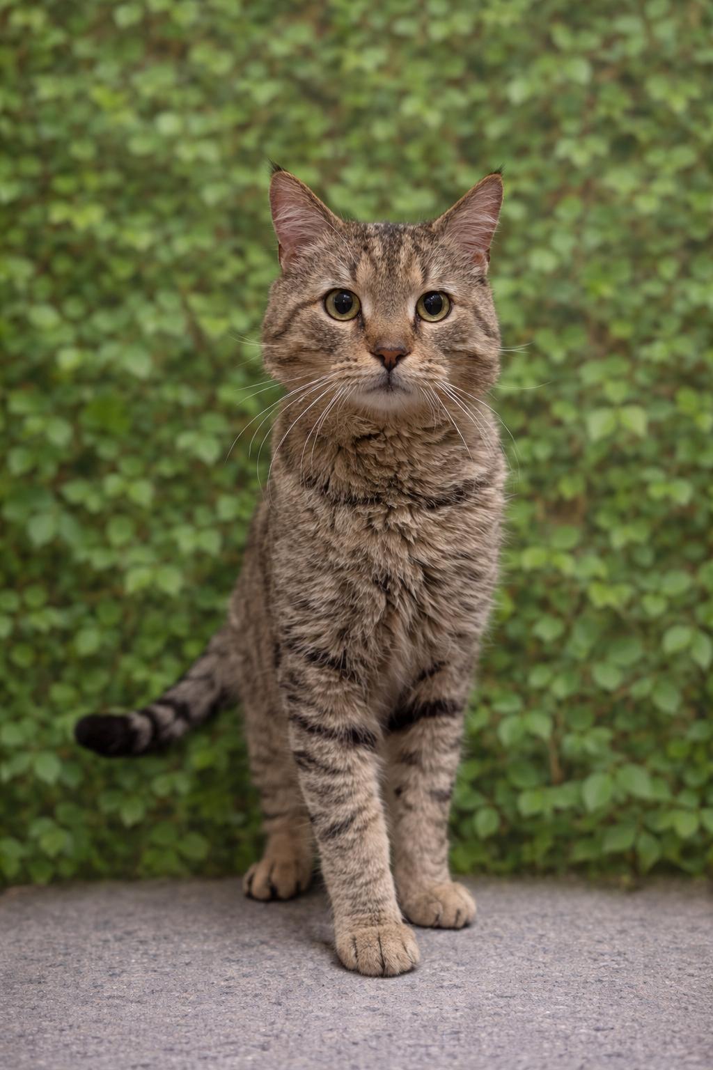 Spunky, a Adoptable Domestic Short Hair in PHILADELPHIA, PA image 3/4