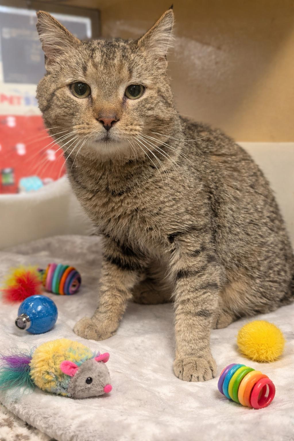 Spunky, a Adoptable Domestic Short Hair in PHILADELPHIA, PA image 1/4