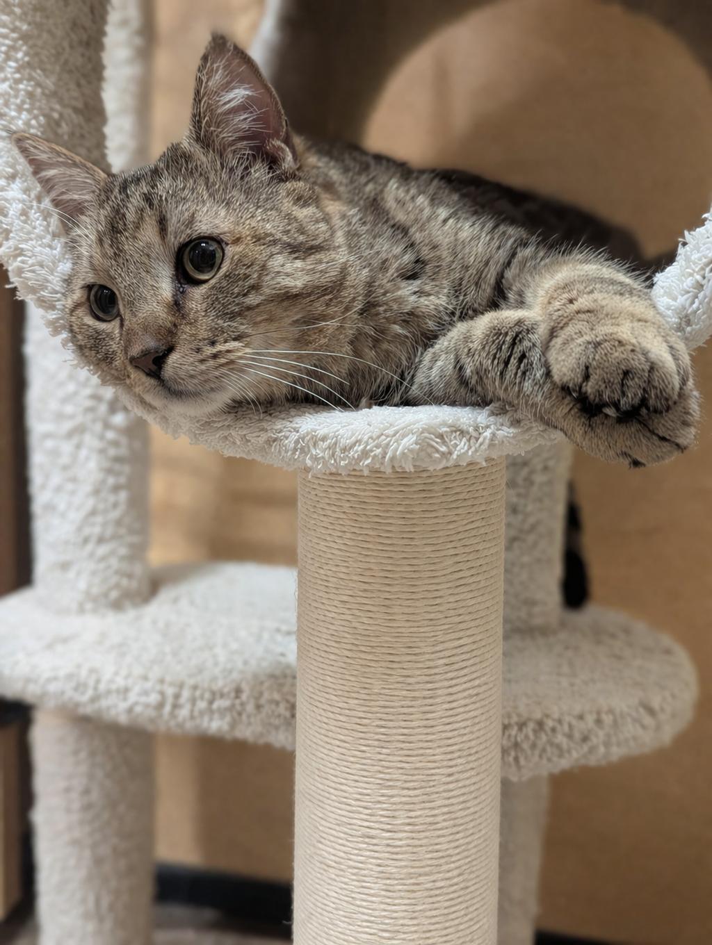 Spunky, a Adoptable Domestic Short Hair in PHILADELPHIA, PA image 2/4