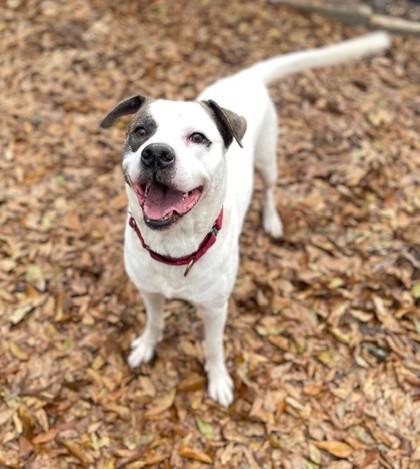 Toby, Adoptable, Adult Male Mixed Breed & Mixed Breed.