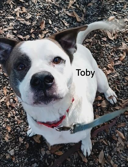 Toby, Adoptable, Adult Male Mixed Breed & Mixed Breed.