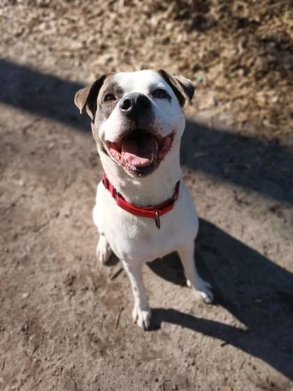 Toby, a Adoptable Mixed Breed in Spartanburg, SC image 3/3
