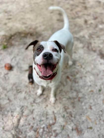 Enlarge Toby, a Adoptable Mixed Breed in Spartanburg, SC image 3/3