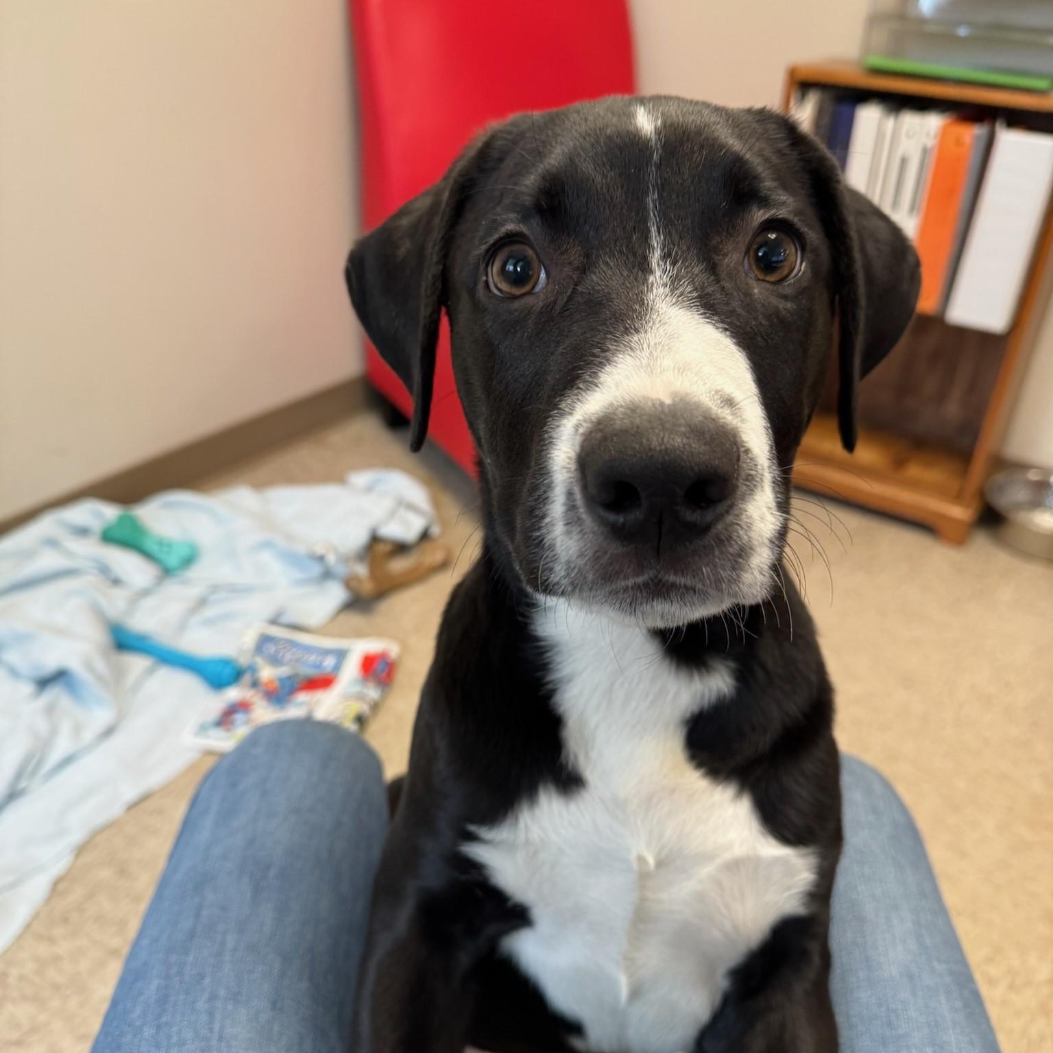 Enlarge Luke, a Adoptable Pit Bull Terrier in Redding, CA image 1/1