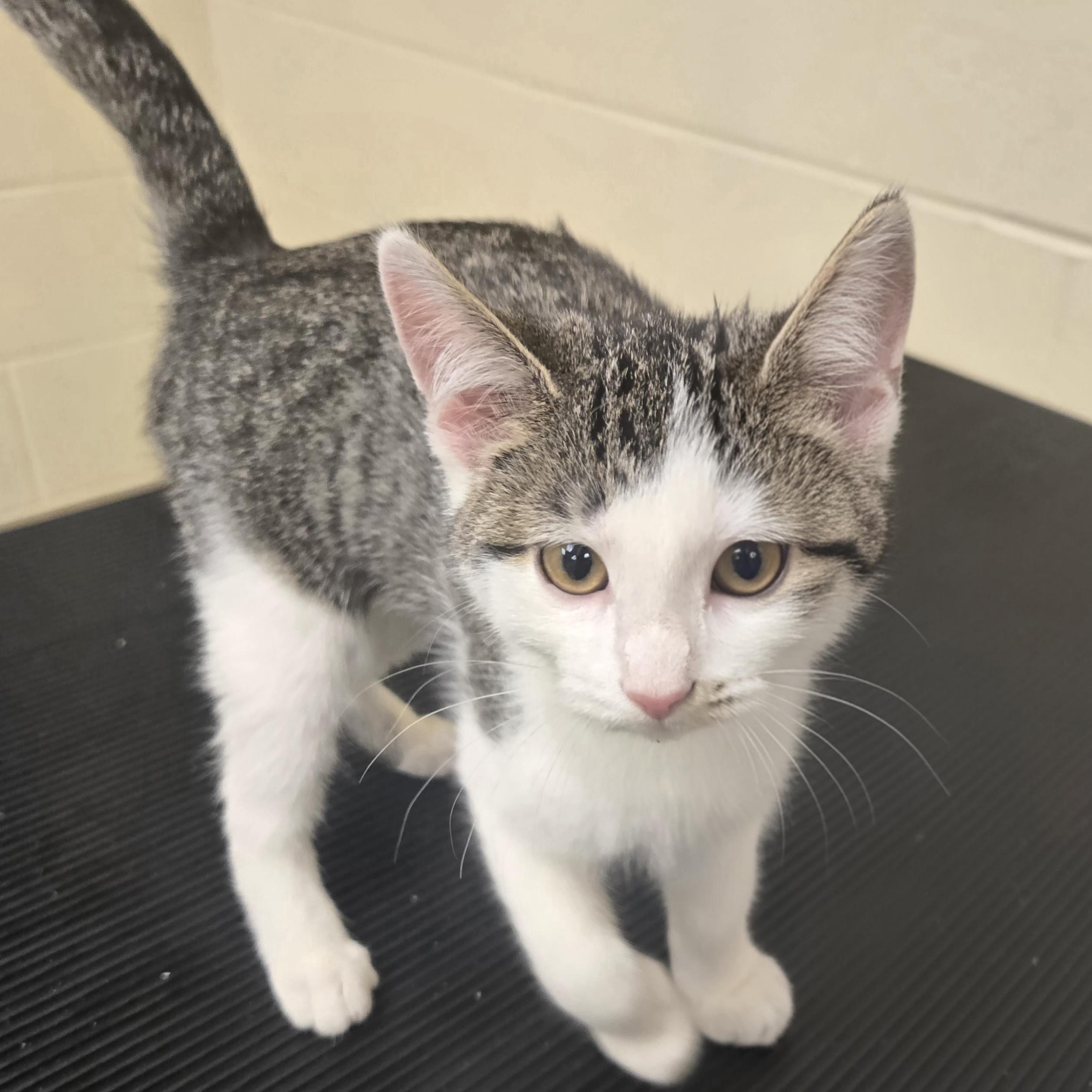 Enlarge Peach , a ADOPTABLE Domestic Short Hair in Xenia , OH image 4/6