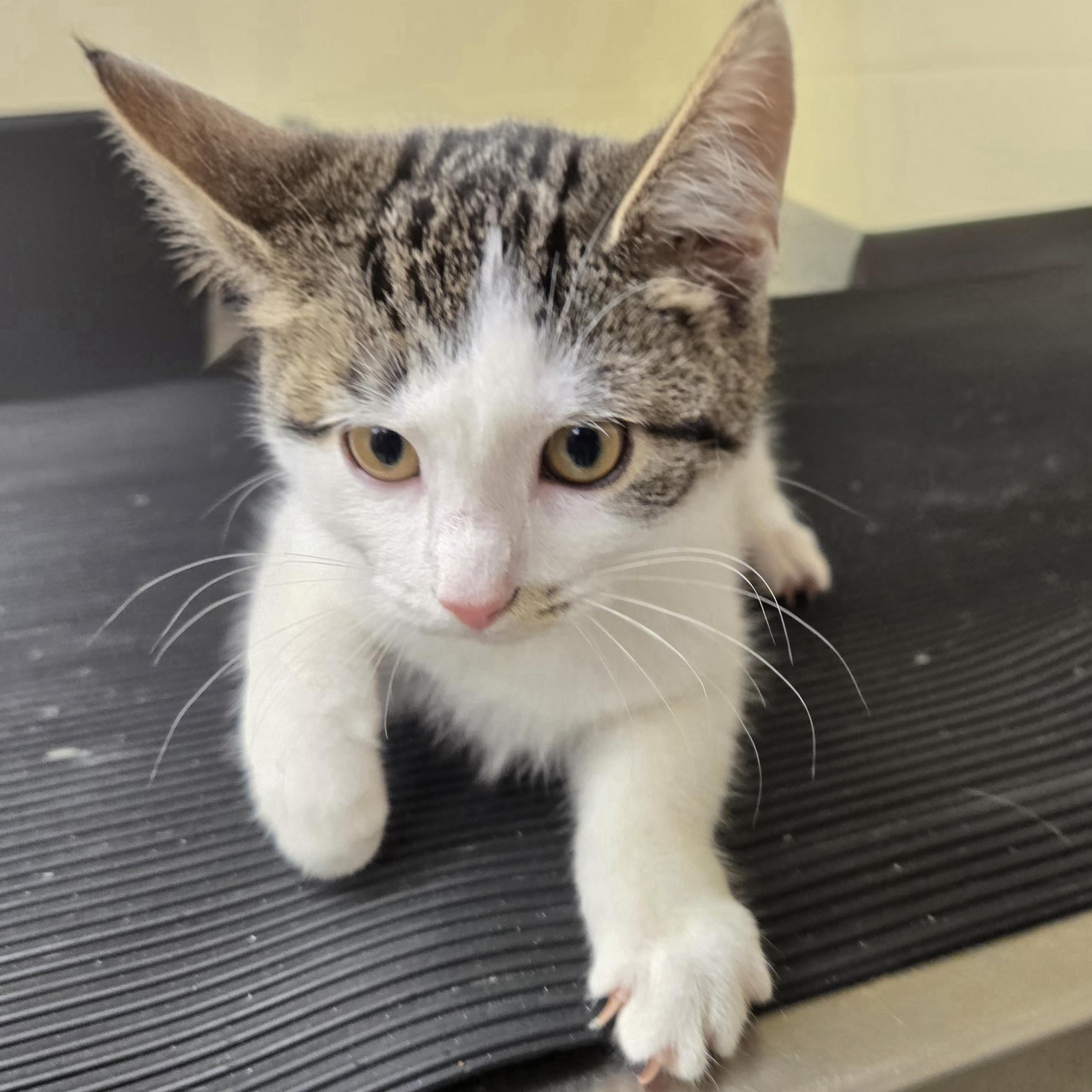 Enlarge Peach , a ADOPTABLE Domestic Short Hair in Xenia , OH image 3/6