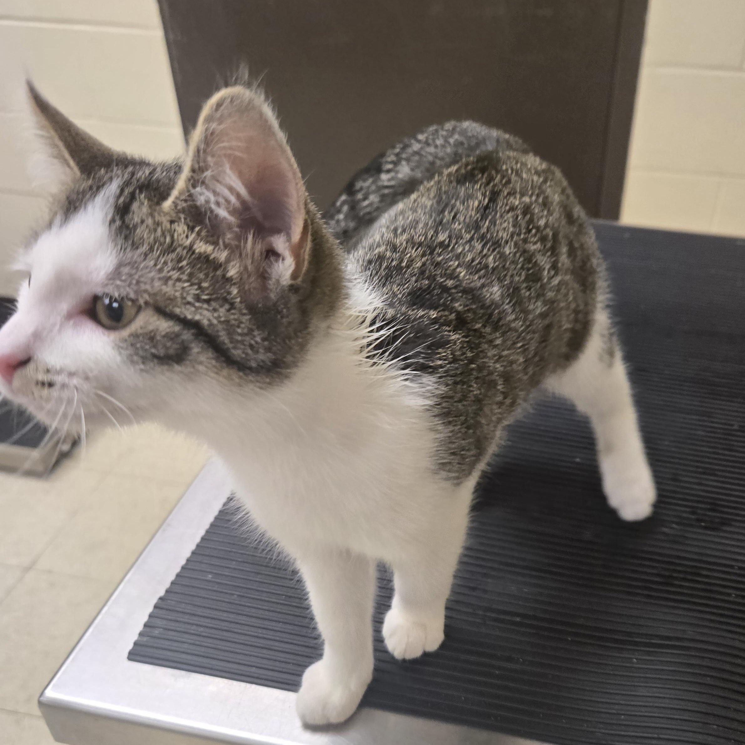 Enlarge Peach , a ADOPTABLE Domestic Short Hair in Xenia , OH image 6/6