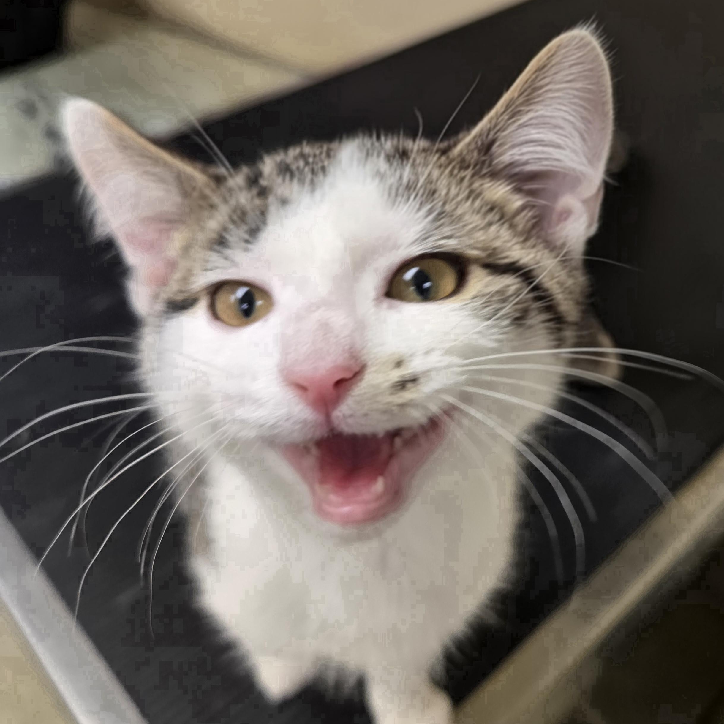 Enlarge Peach , a ADOPTABLE Domestic Short Hair in Xenia , OH image 5/6