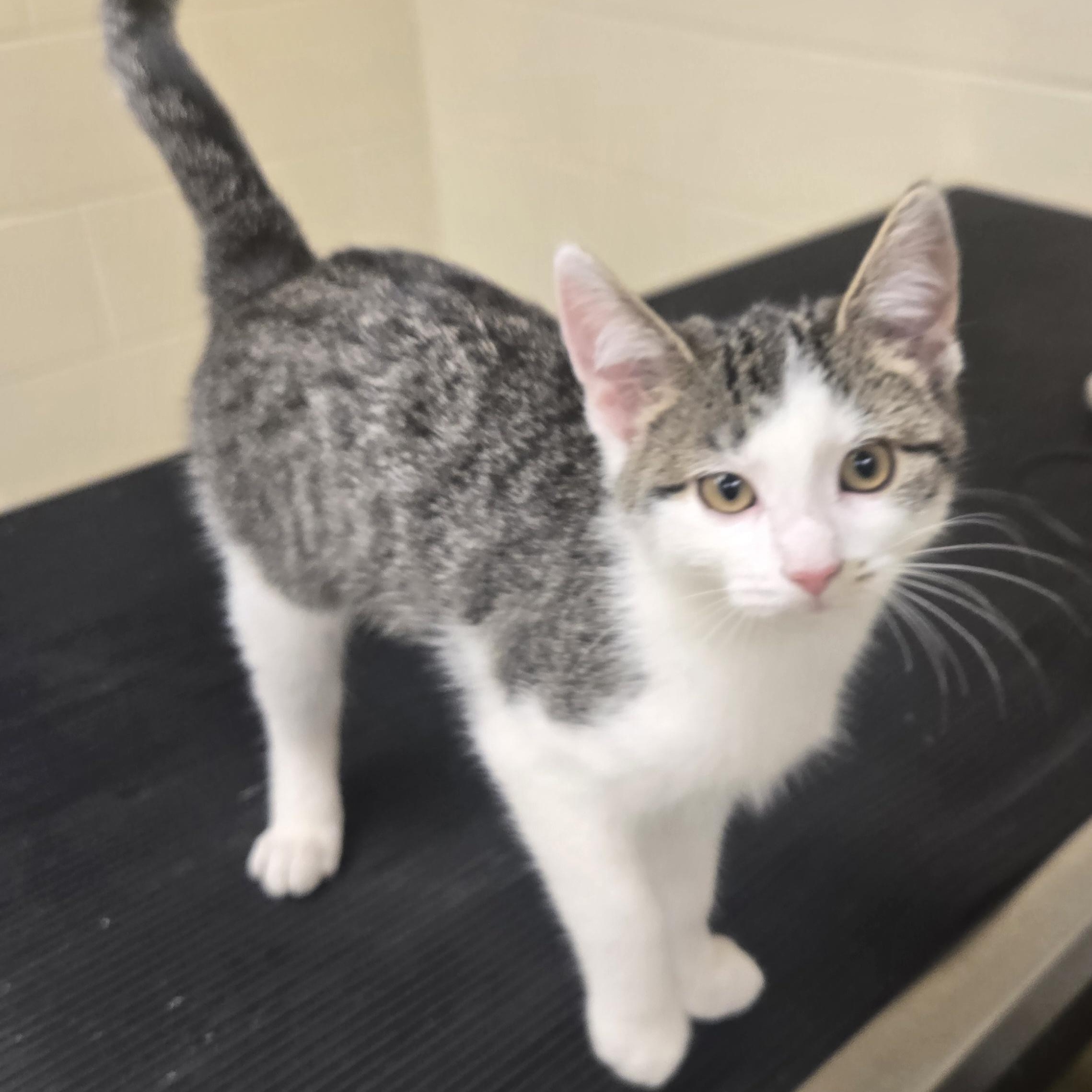 Enlarge Peach , a ADOPTABLE Domestic Short Hair in Xenia , OH image 2/6