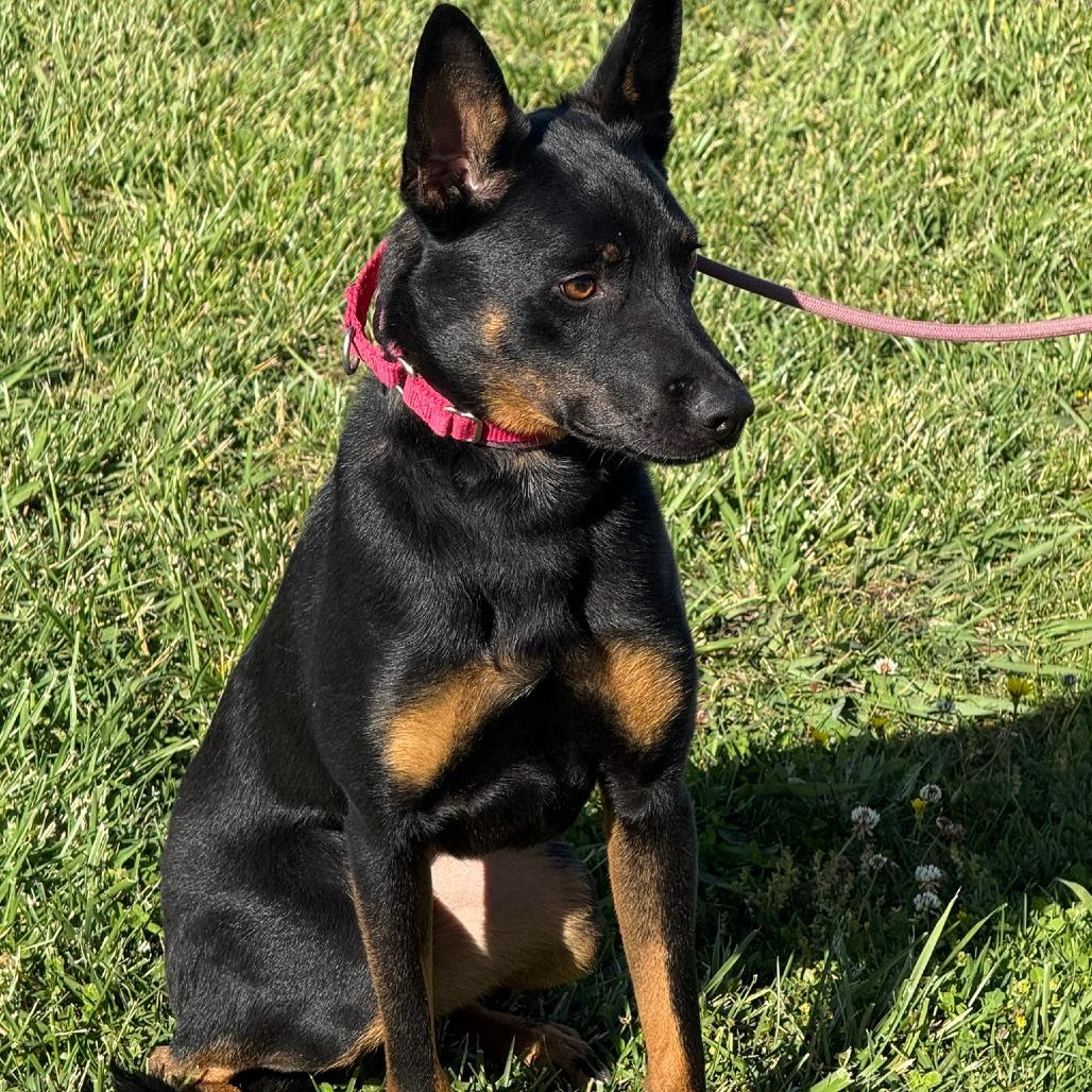 Enlarge Peter, a Adoptable mixed breed in Ione, CA image 1/5